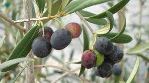 Olive Tree, Olea Europaea { 2.0-2.2m & 15Ltr pot }